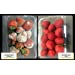 Greentech Air Cleaner, PureAir Fridge Greentech - Image 8